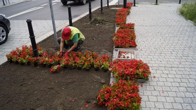 begonia1