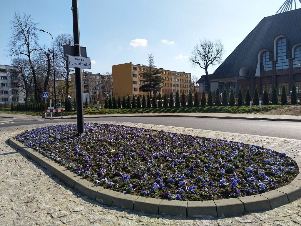 bratki franciszkanska