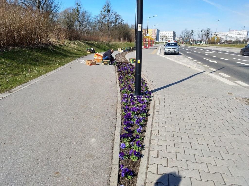 bratki kujawska