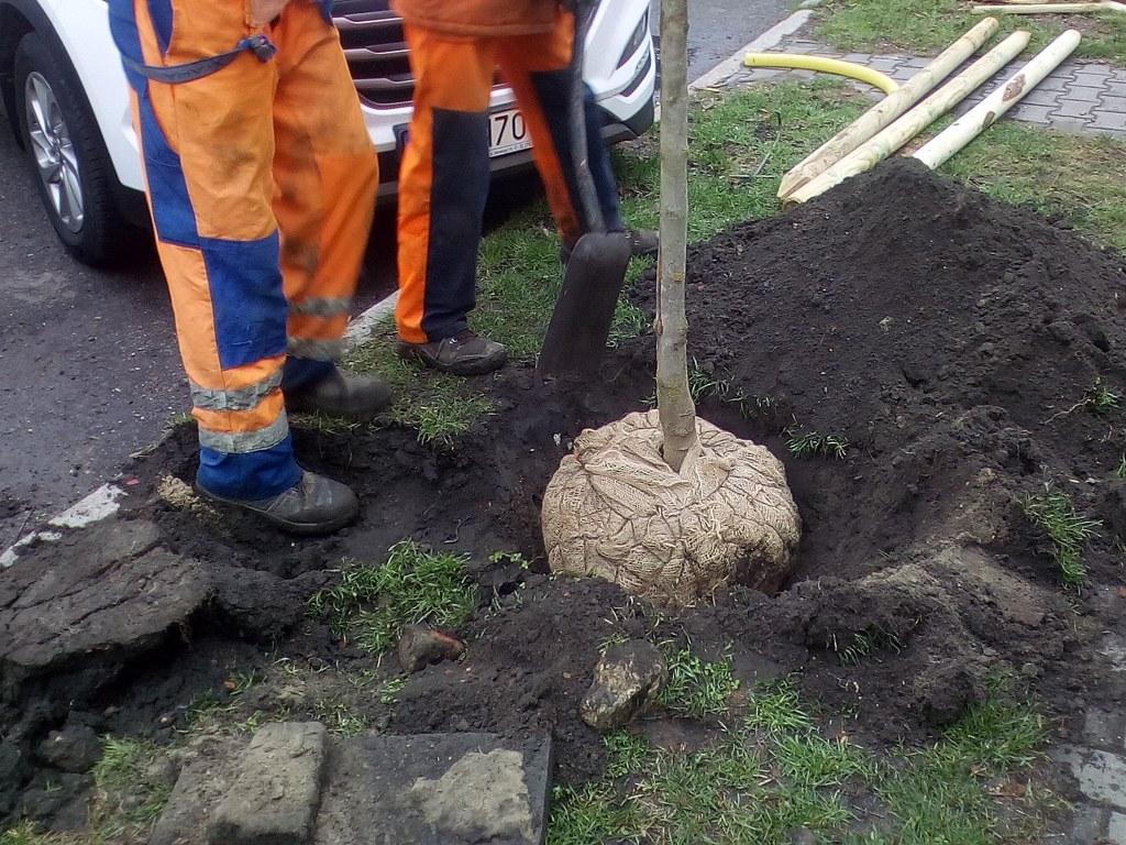 dunikowskiego nasadzenia