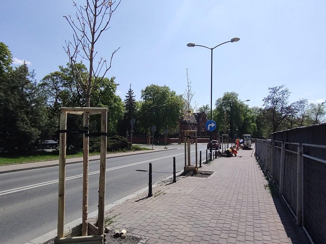 Skowronskiego nasadzenia