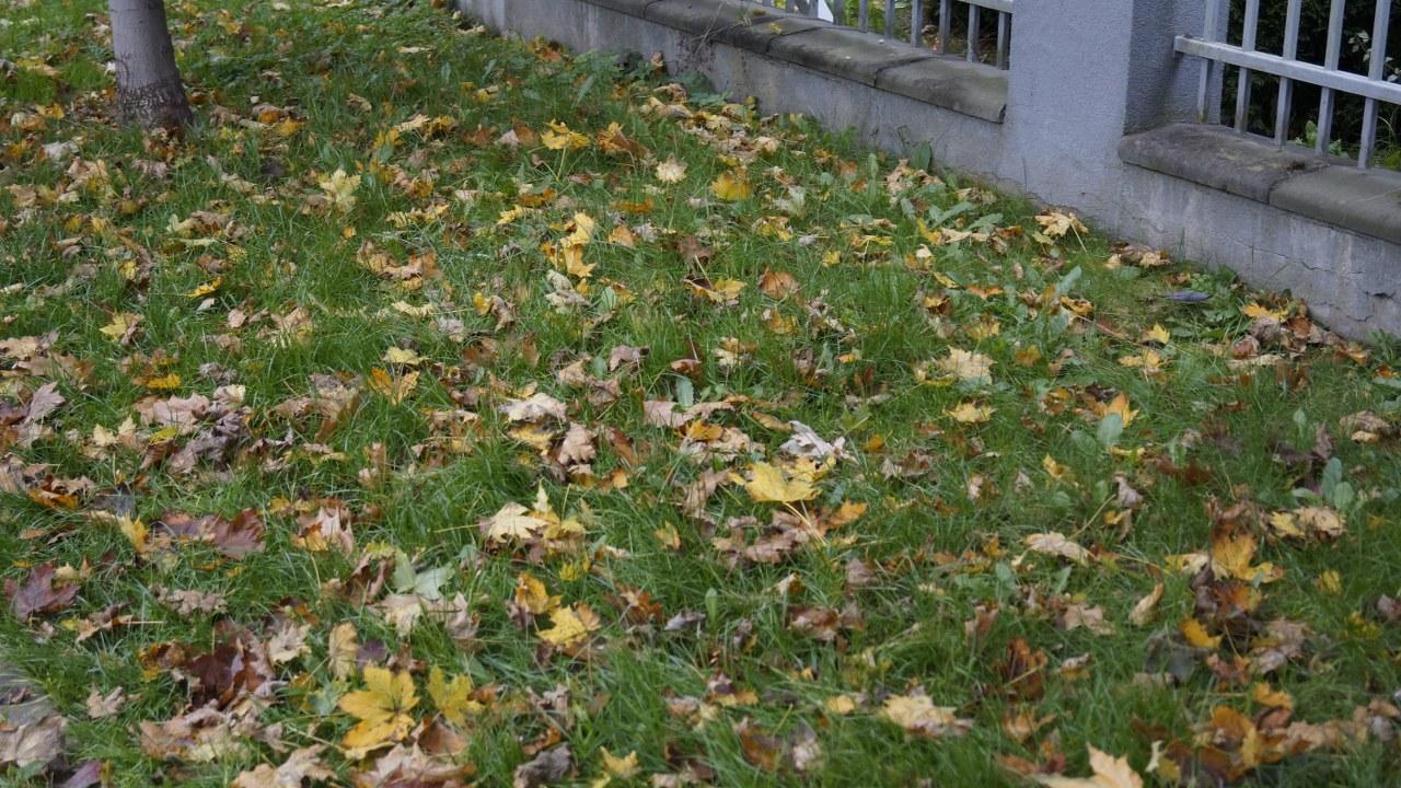 liscie lecą z drzew