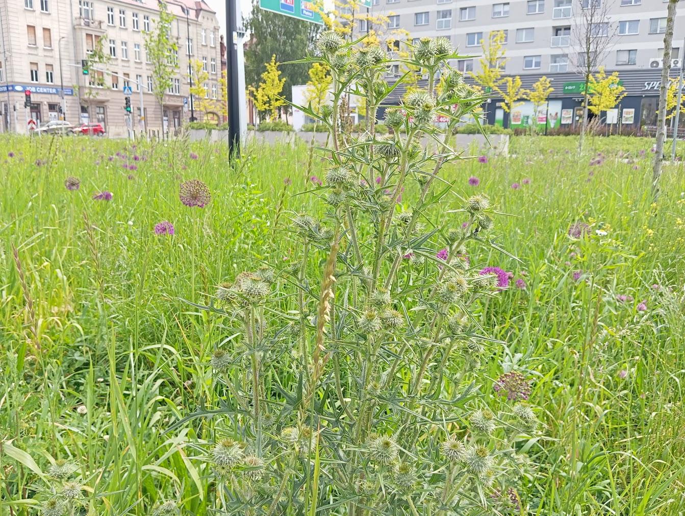łaka