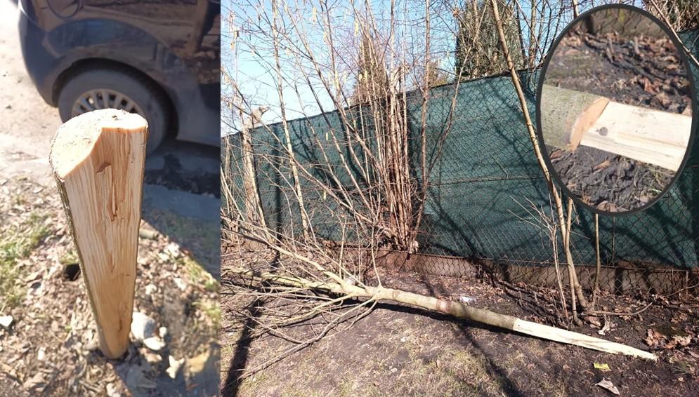 Jawor przy ul. Gierymskiego padł ofiarą nielegalnej wycinki.